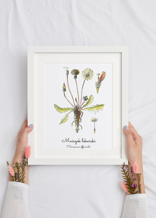 Plakat  ilustracja tablica botaniczna mniszek Arty arty