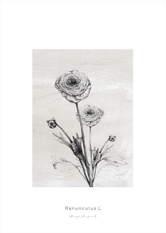 Jaskry , print 30x40 cm Margo Hupert