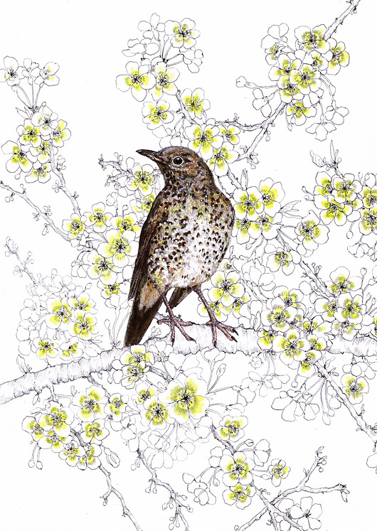 grafiki i ilustracje Drozd śpiewak- grafika- ilustracja- ptaki