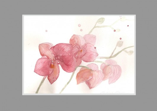 senna orchidea Madame&Rose