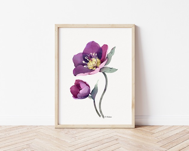 grafiki i ilustracje Ciemiernik 2, grafika, akwarela
