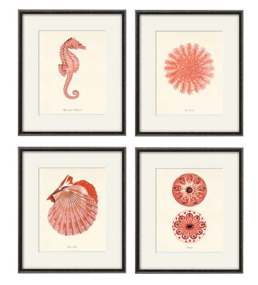 grafiki i ilustracje Zestaw 4 grafik  koralowiec reprodukcja morskie Czerwień koralowa