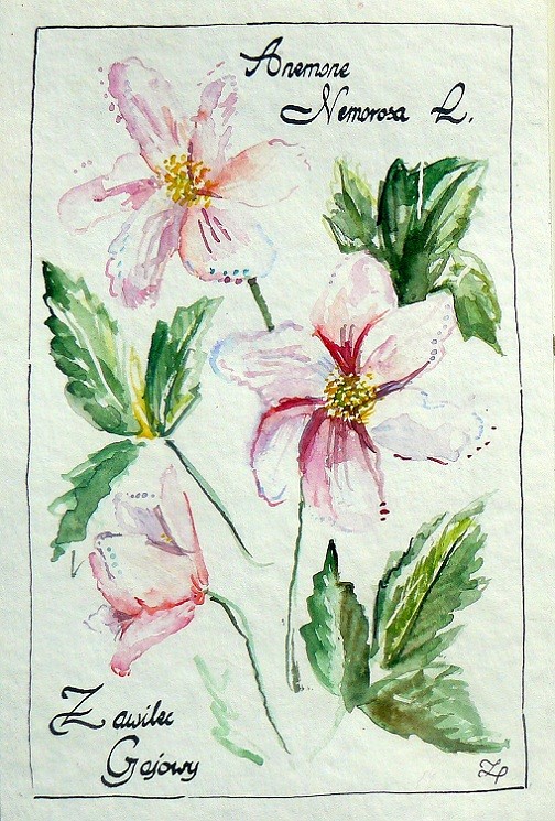 Anemone Nemorosa L. czyli Zawilec Gajowy Camariera