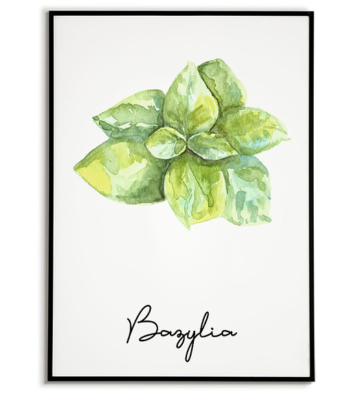 plakaty Plakat botaniczny GRAFIKA roślina ZIOŁA bazylia