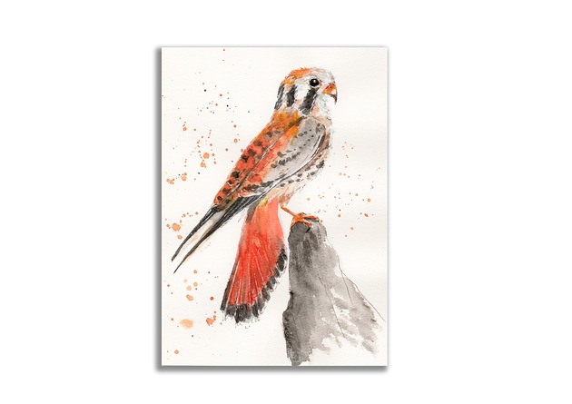 grafiki i ilustracje Akwarela ręcznie malowana "Pustułka"