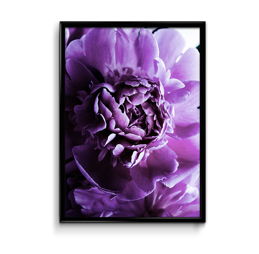Plakat Fiolet 30x40 Bury Lis