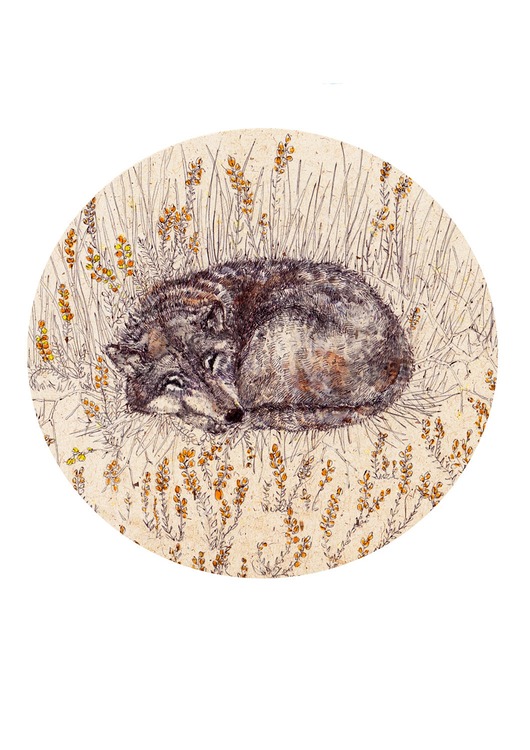 grafiki i ilustracje Wilk- Śpiący wilk- Grafika- Ilustracja- Plakat