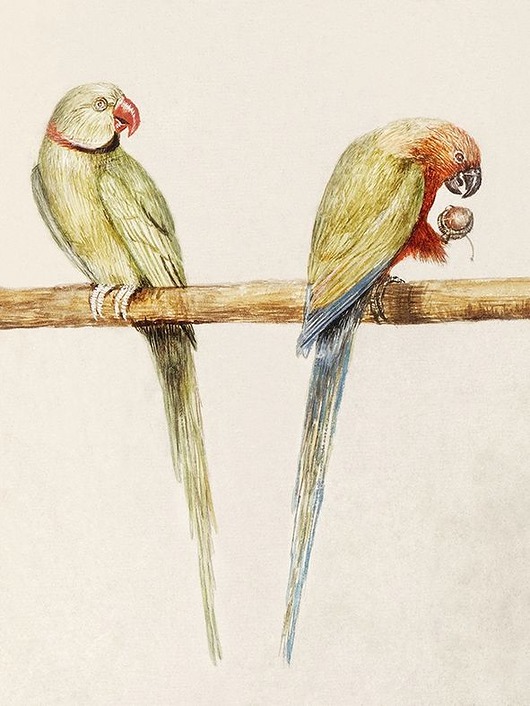 plakaty Kolorowe-papugi-ilustracja-vintage