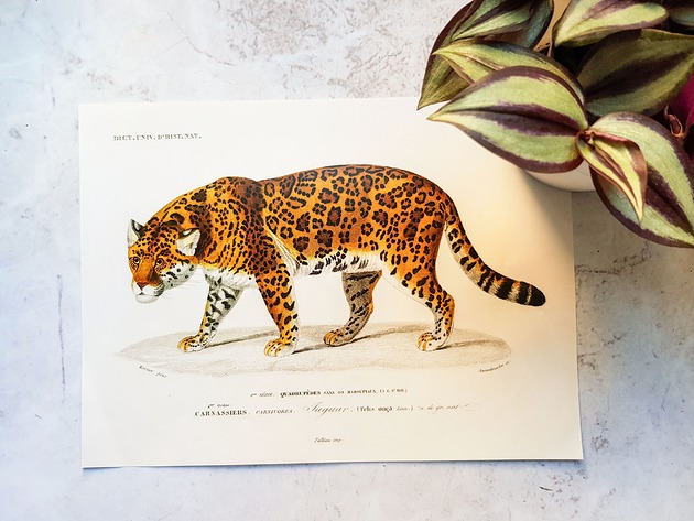 plakaty Plakat, Rycina Vintage -  Lampart