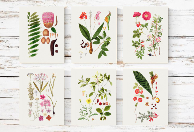 grafiki i ilustracje PLAKATY  botaniczne vintage ryciny kwiaty