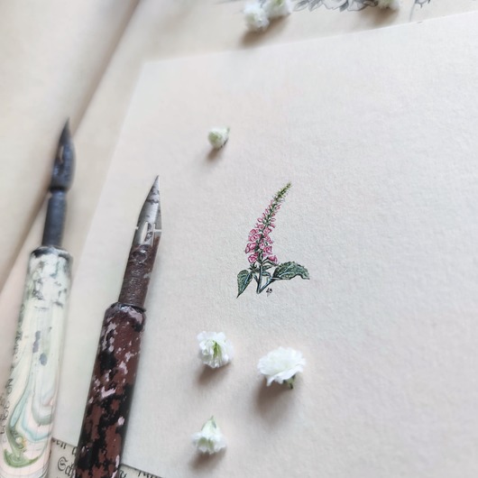 obrazy Naparstnica, Botanical illustration, miniatura