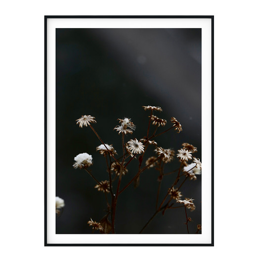 Plakat botaniczny Suszone Kwiaty myscandi