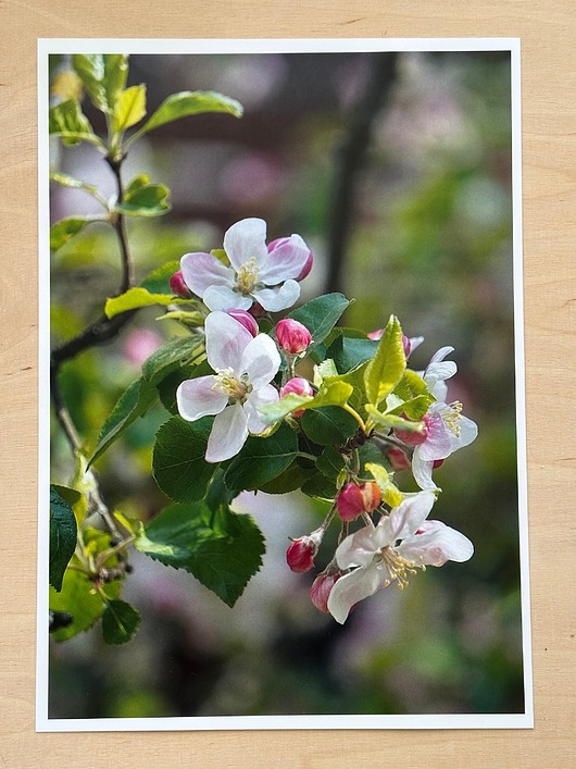 plakaty Plakat wiosenna jabłoń