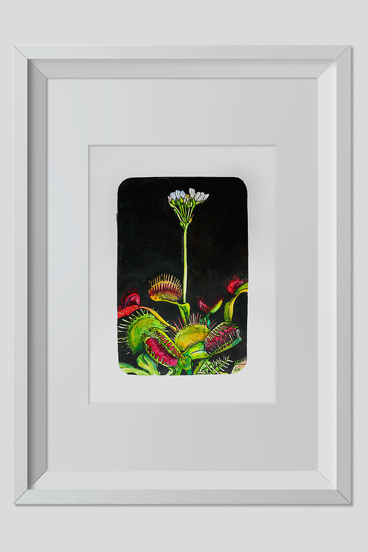grafiki i ilustracje Rysunek Muchołówka Grafika 32x24cm + biała rama