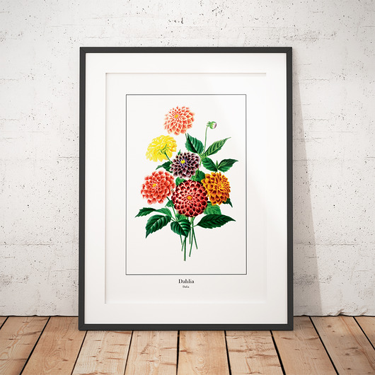Plakat botaniczny Dalia trochę na ścianę