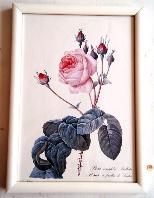 różany Galeria Belladonna