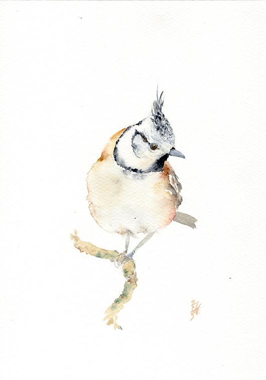 obrazy Oryginalna akwarela. Sikora czubatka