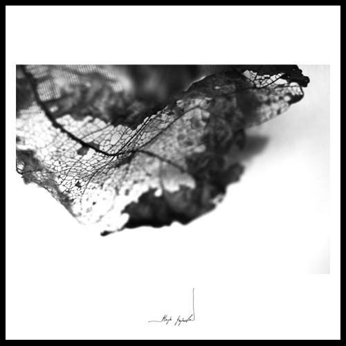 Leaf XIX Maja Gajewska