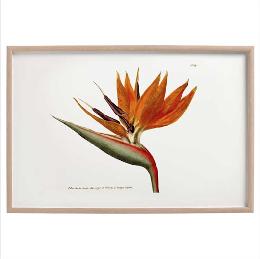 plakaty RAJSKI PTAK plakat A4, A3, 30x40