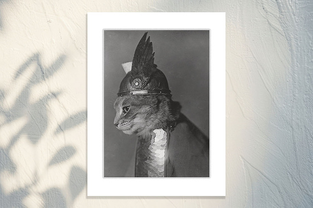 fotografia Fotografia z passe-partout: Kot Brunhilde