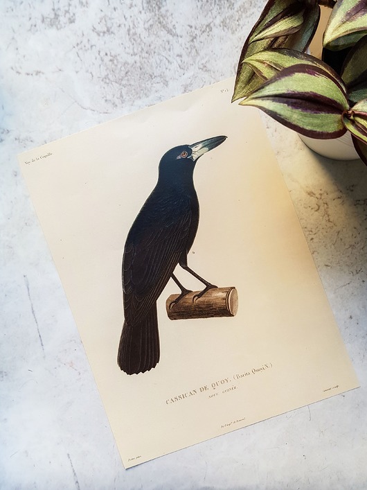 plakaty Plakat, Rycina Vintage -  Kruk
