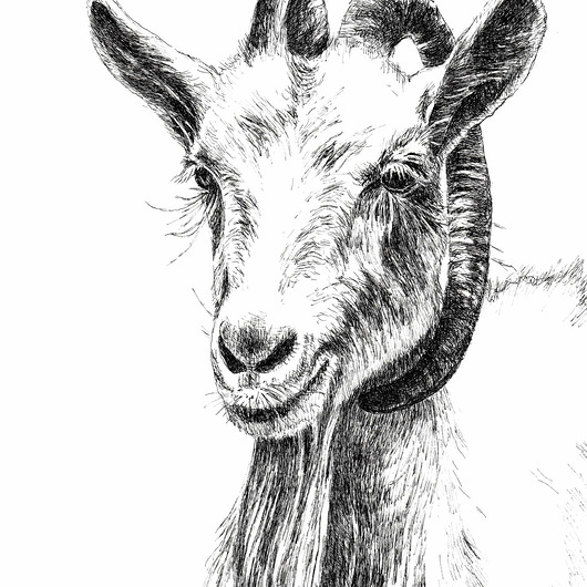 grafiki i ilustracje Koza