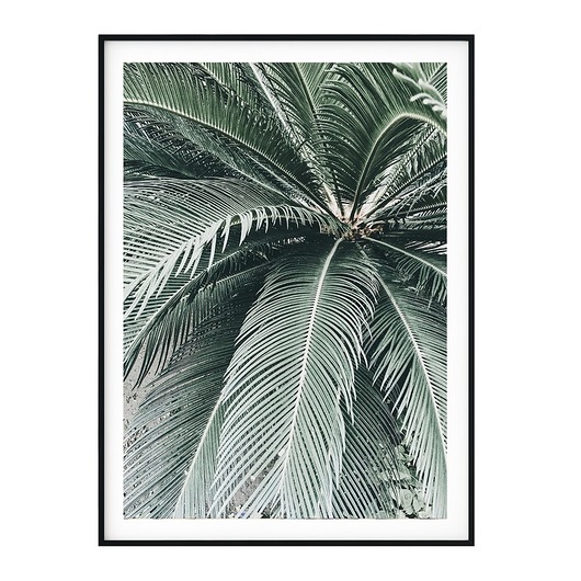 Plakat botaniczny Palma myscandi