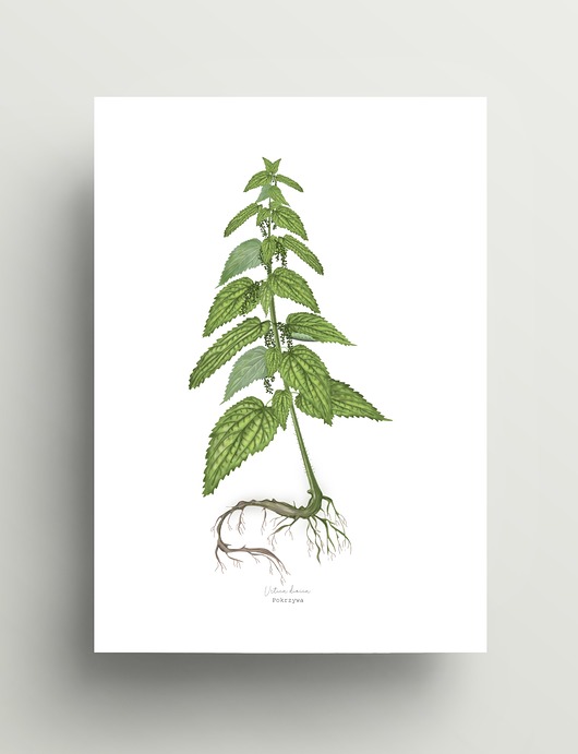 grafiki i ilustracje Pokrzywa