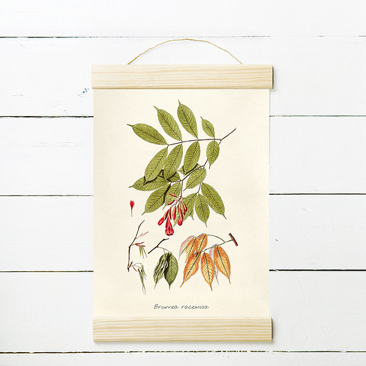 BROWNEA RYC.1 - rycina, plakat 21x30 cm MUKKO