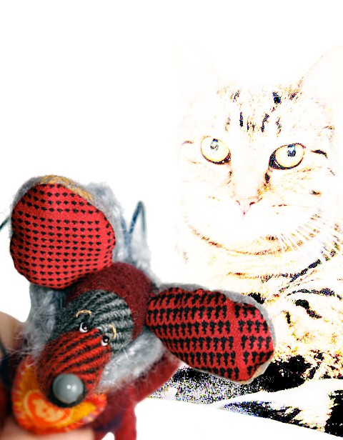 tyci mysz Uszate