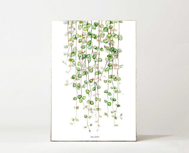 Plakat Ceropegia woodii Regina Land Atelier