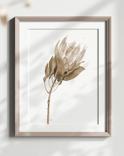 grafiki i ilustracje Protea, grafika, akwarela - sepia