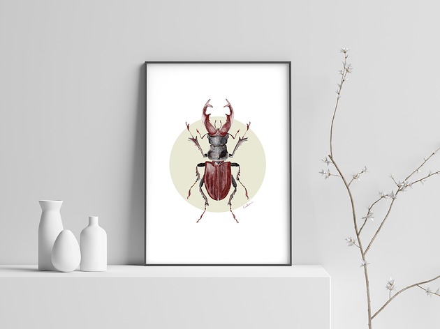 Wydruk Plakat Jelonek Rogacz chrząszcz Arty arty