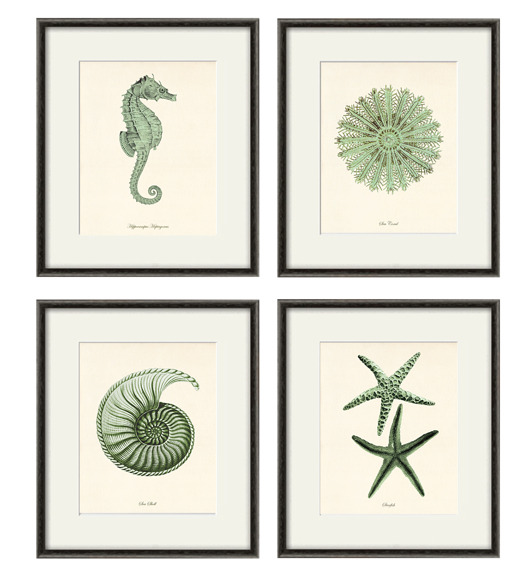grafiki i ilustracje Zestaw 4 grafik  koralowiec reprodukcja morskie  Zielony
