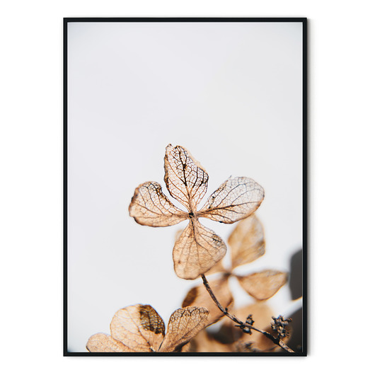 Plakat skandynawski botaniczny Hortensja myscandi