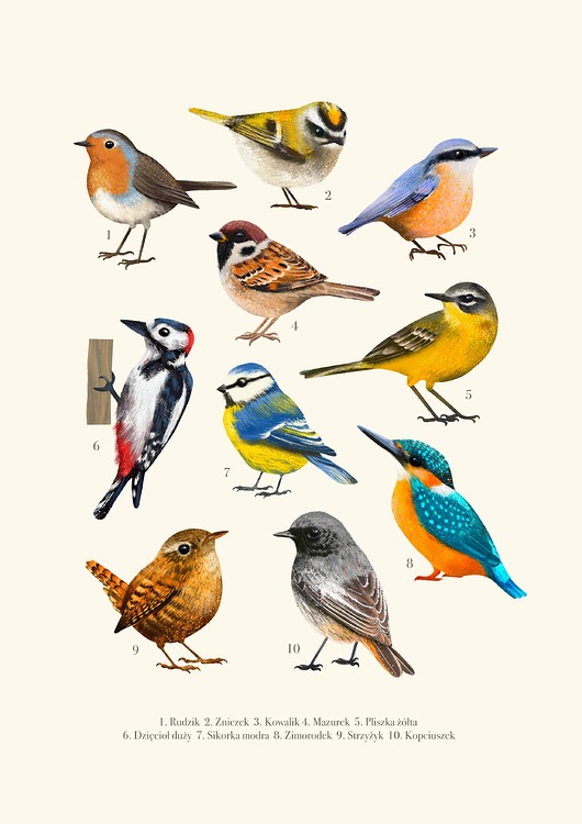 plakaty Plakat "Ptaki" 30x40 cm