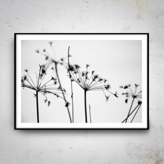 B&W II  50x70 mucca by mua