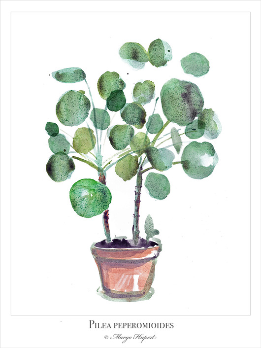 Pilea  plakat/poster, wydruk cyfrowy Margo Hupert