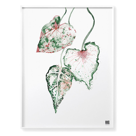 Plakat Mix kaladium i begonia Hug The Stuff