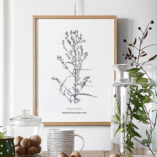 grafiki i ilustracje Przymiotno kanadyjskie - rysunek botaniczny