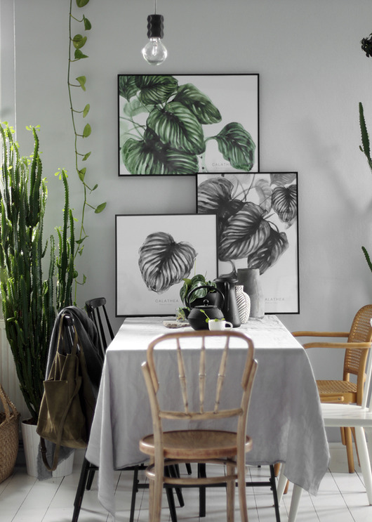 plakaty Plakat Calathea 30x40 cm