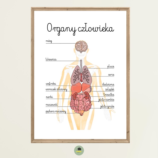 obrazy i plakaty do pokoju dziecięcego Plakat Edukacyjny Organy Człowieka Montessori dla dzieci