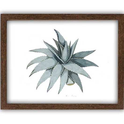 ALOES Obraz w ramce A4   botanika