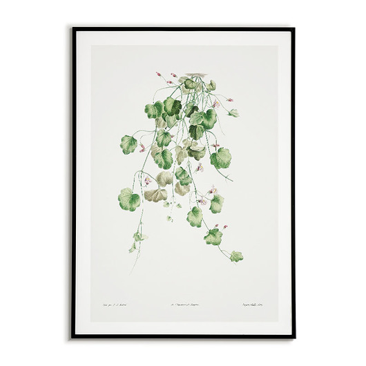 plakaty Plakat botaniczny GRAFIKA roślina bluszcz