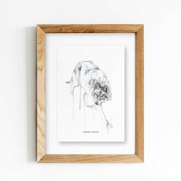 grafiki i ilustracje Wilk, A4