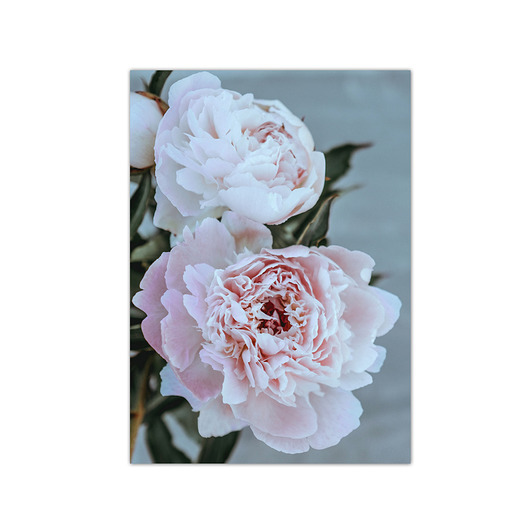 Plakat PEONY muybien