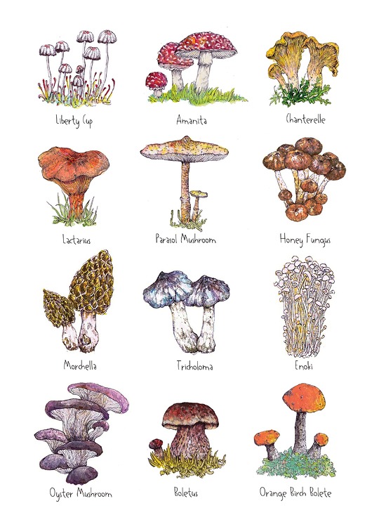 grafiki i ilustracje Grzyby- grafika na ścianę- ilustracja- grzybki