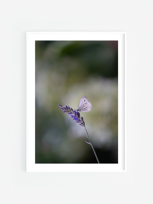 fotografia Biały motyl