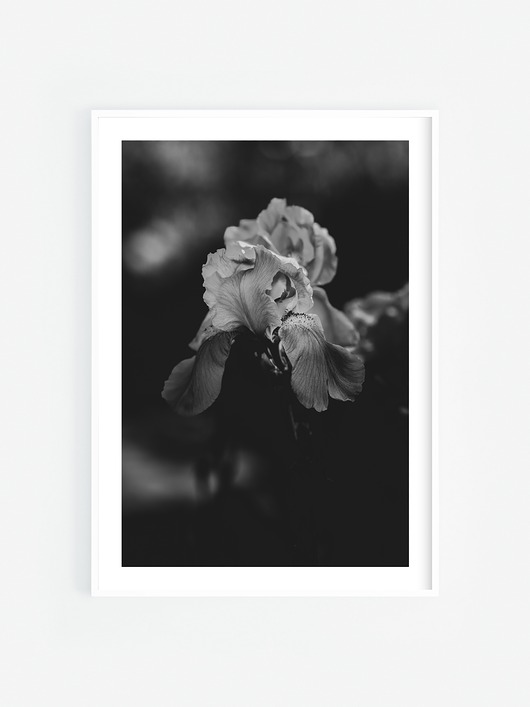 fotografia Irys III