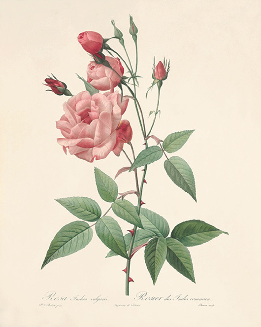grafiki i ilustracje Róża stara Grafika  Rysunek kwiaty Ilustracja Druk Botaniczny prezent